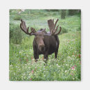Search for moose magnets Antler