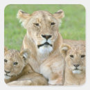 Search for lioness stickers Nature
