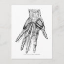 Search for anatomy postcards Vintage