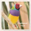 Search for parakeet coasters Pet