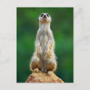 Search for burrowing vertical postcards Cute