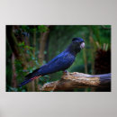 Search for red tails posters Cockatoo