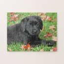 Search for labrador puzzles Black lab
