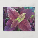 Search for red leaf postcards Plants
