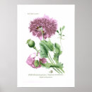 Search for opium posters Flower