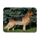 Search for deutscher magnets Shepherd german