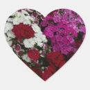 Search for white carnation stickers Red