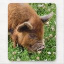 Search for pig pic mouse mats Farm animals
