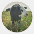Search for pasture stickers Animals