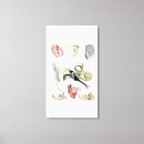 Search for anatomical heart art Medicine
