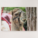 Search for camel puzzles Photography