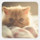 Search for kitty square stickers Adorable
