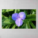 Search for dewi posters Flower