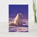 Search for arctic fox cards Wildlife