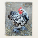 Search for bantam Chicken
