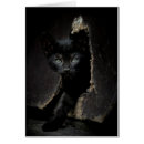 Search for concept photography Kitten