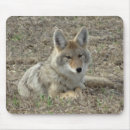 Search for coyote mouse mats Wildlife