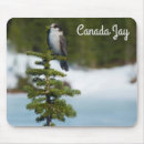Search for jay mouse mats Nature