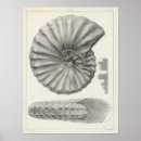 Search for cretaceous posters Fossils