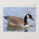 Search for branta postcards Goose