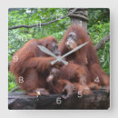 Search for orangutans art Zoo animals