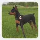 Search for min pin stickers Dog