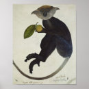 Search for black monkey posters Ape