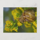 Search for snail photography Macro