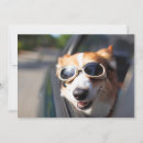 Search for corgi thank you cards Pet