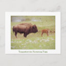 Search for yellowstone bison postcards Buffalo