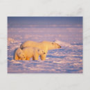 Search for sows postcards Wildlife