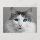 Search for fluffy white postcards Cute
