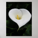Search for calla lilly posters Flower