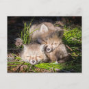 Search for kit postcards Young animal