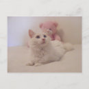 Search for bear cat postcards Teddy