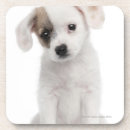 Search for breeds coasters Dogs