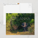 Search for yala Wildlife