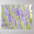 Search for lavendar posters Lavender