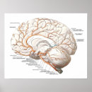 Search for organe anatomie posters Human
