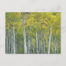 Search for fall foliage postcards Outdoor
