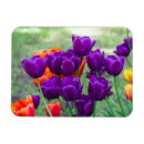 Search for dark purple rectangular magnets Flowers