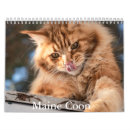 Search for maine coon cat calendars Pets
