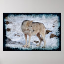 Search for arctic wolf posters Wildlife