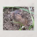 Search for gopher postcards Animal