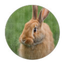 Search for rabbit chopping boards Wildlife