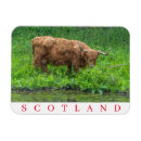 Search for cows magnets Scotland