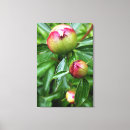 Search for peony canvas prints Closeup