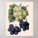 Search for vintage grape vine posters Botanical