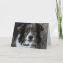 Search for cute sheltie cards Funny
