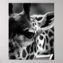Search for black and white giraffe art Photograph